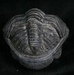 Large Enrolled Drotops Trilobite - Super Eyes #7135-5